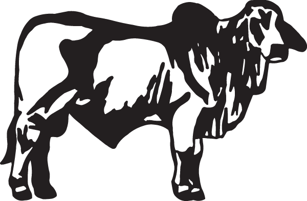 Cattle Clipart Brahman Cow - Cattle Clipart Brahman Cow (600x393)