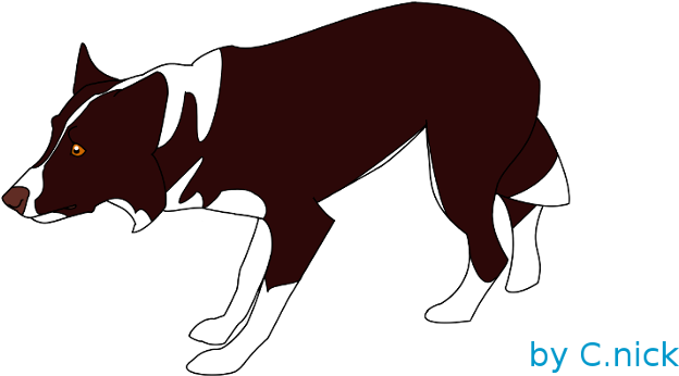 Crouching Border Collie -c - Crouching Border Collie -c (700x493)