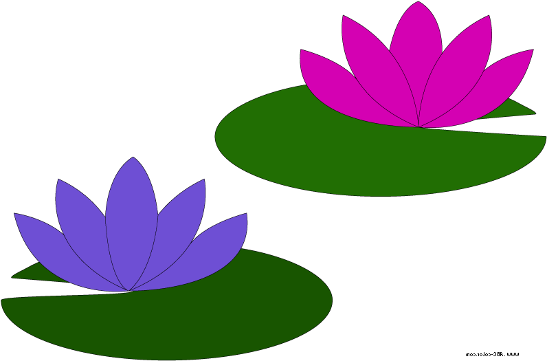 Go Back Gallery For Lily Pad Flower Clipart - Go Back Gallery For Lily Pad Flower Clipart (796x525)