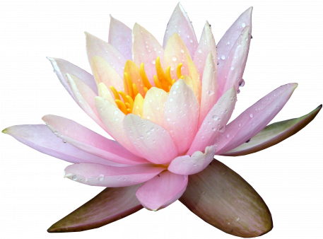 White Lily Pharmacognosy Medicinal Plants - White Lily Pharmacognosy Medicinal Plants (456x456)