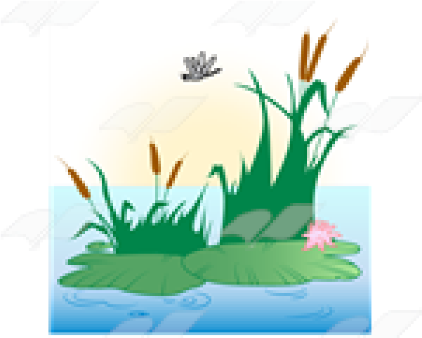 Lily Pad Clipart Pond Scene - Lily Pad Clipart Pond Scene (640x480)