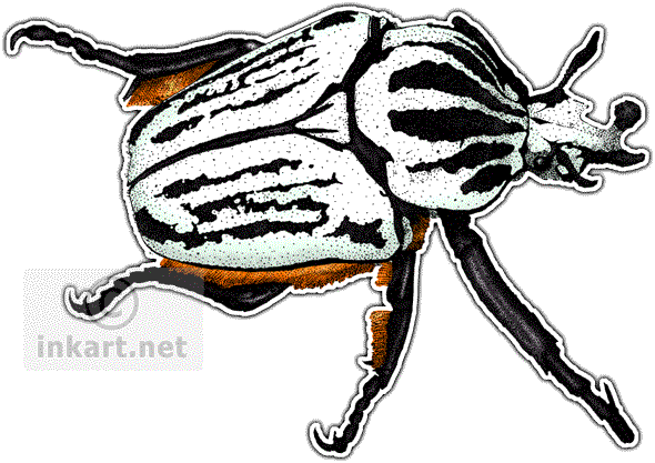 Goliath Beetle Decal - Goliath Beetle Decal (590x417)