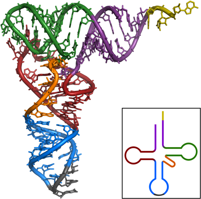 Trna-phe Yeast 1ehz - Trna-phe Yeast 1ehz (777x768)