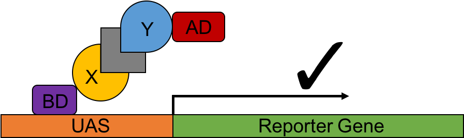 A Schematic Cartoon Of The Yeast Three Hybrid System - A Schematic Cartoon Of The Yeast Three Hybrid System (914x292)