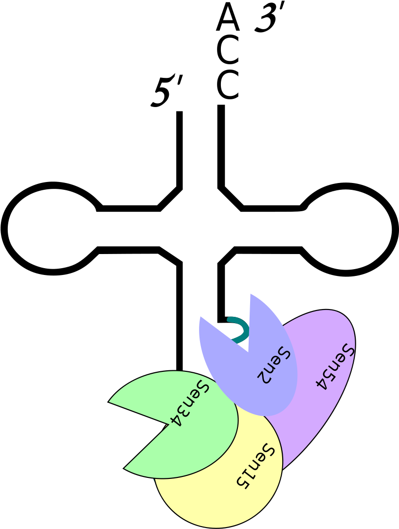 Intron Containing Pre Trna In Cytoplasm Bound By Sen - Intron Containing Pre Trna In Cytoplasm Bound By Sen (1000x1333)