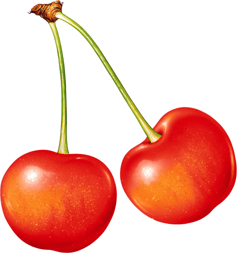 Download Cherries Clipart Png Photo - Download Cherries Clipart Png Photo (480x511)