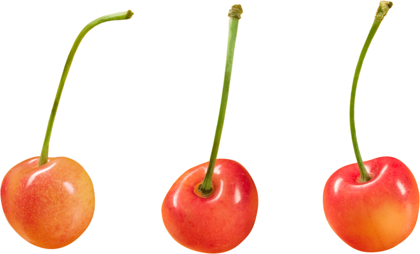 Download Cherry Clipart Png Photo - Download Cherry Clipart Png Photo (850x514)