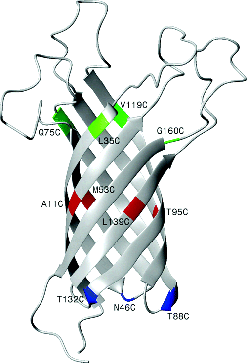 Ribbon Representation Of The Solution Structure Of - Ribbon Representation Of The Solution Structure Of (500x735)