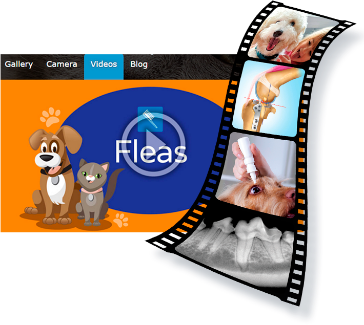Library Clipart Veterinarian - Library Clipart Veterinarian (816x700)