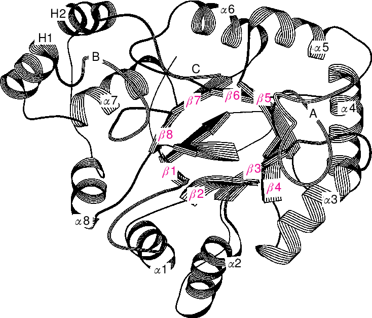 A Common Three-dimensional Fold For The Akrs The Ribbon - A Common Three-dimensional Fold For The Akrs The Ribbon (734x627)
