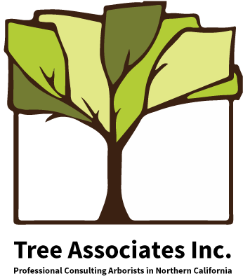 Of This Coast Redwood On The Uc Davis Campus And Discovered - Of This Coast Redwood On The Uc Davis Campus And Discovered (400x492)