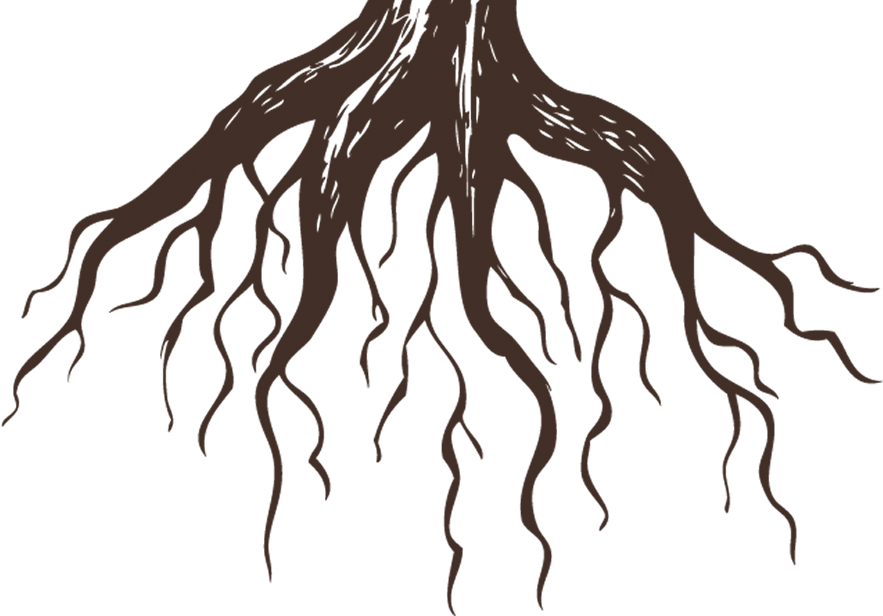 Корни png. Корни вектор. Корень растения для детей. Корень дерева для детей. Дерево с корнями вектор.