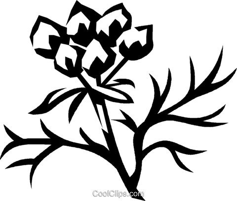 Cilantro Libres De Derechos Ilustraciones De Vectores - Cilantro Libres De Derechos Ilustraciones De Vectores (480x408)