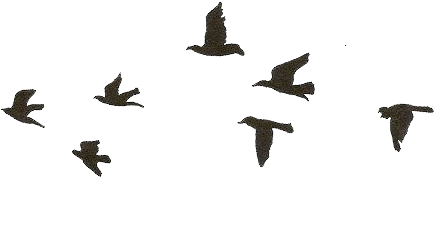 Geese Migration Clipart Transparent Background - Geese Migration Clipart Transparent Background (500x416)