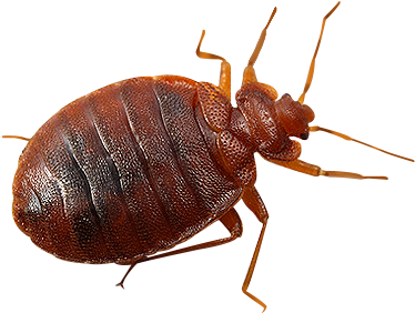 Tiny Transparent Bugs - Tiny Transparent Bugs (450x354)