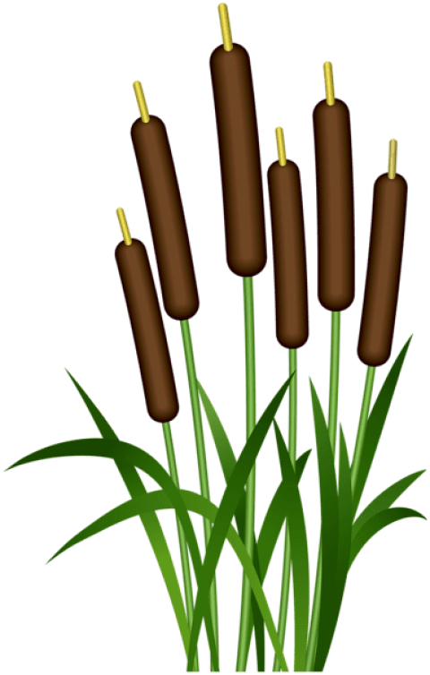Free Png Images - Free Png Images (480x754)