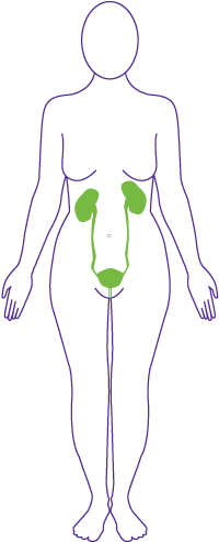 Brain And Nervous System - Brain And Nervous System (243x500)