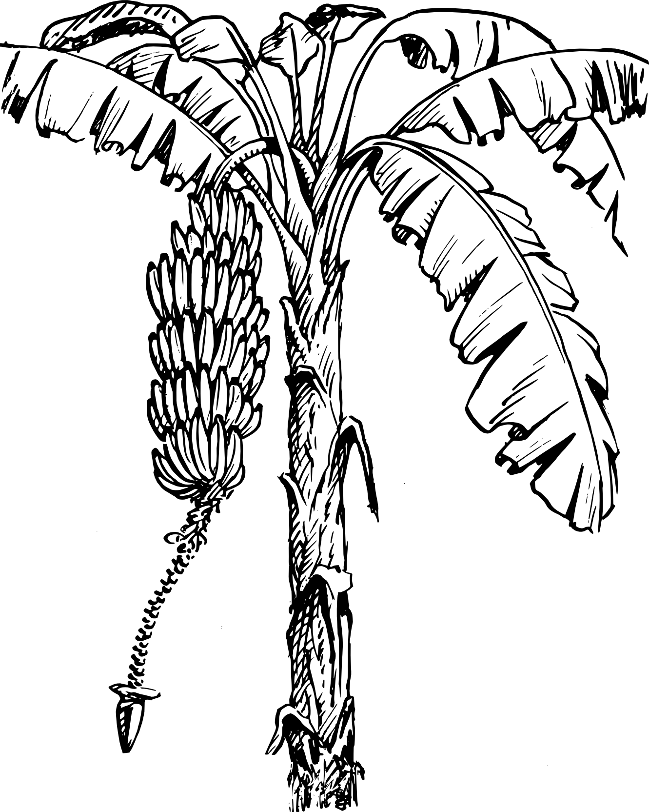 Clip Art - Banana Tree Line Art (1331x1664)