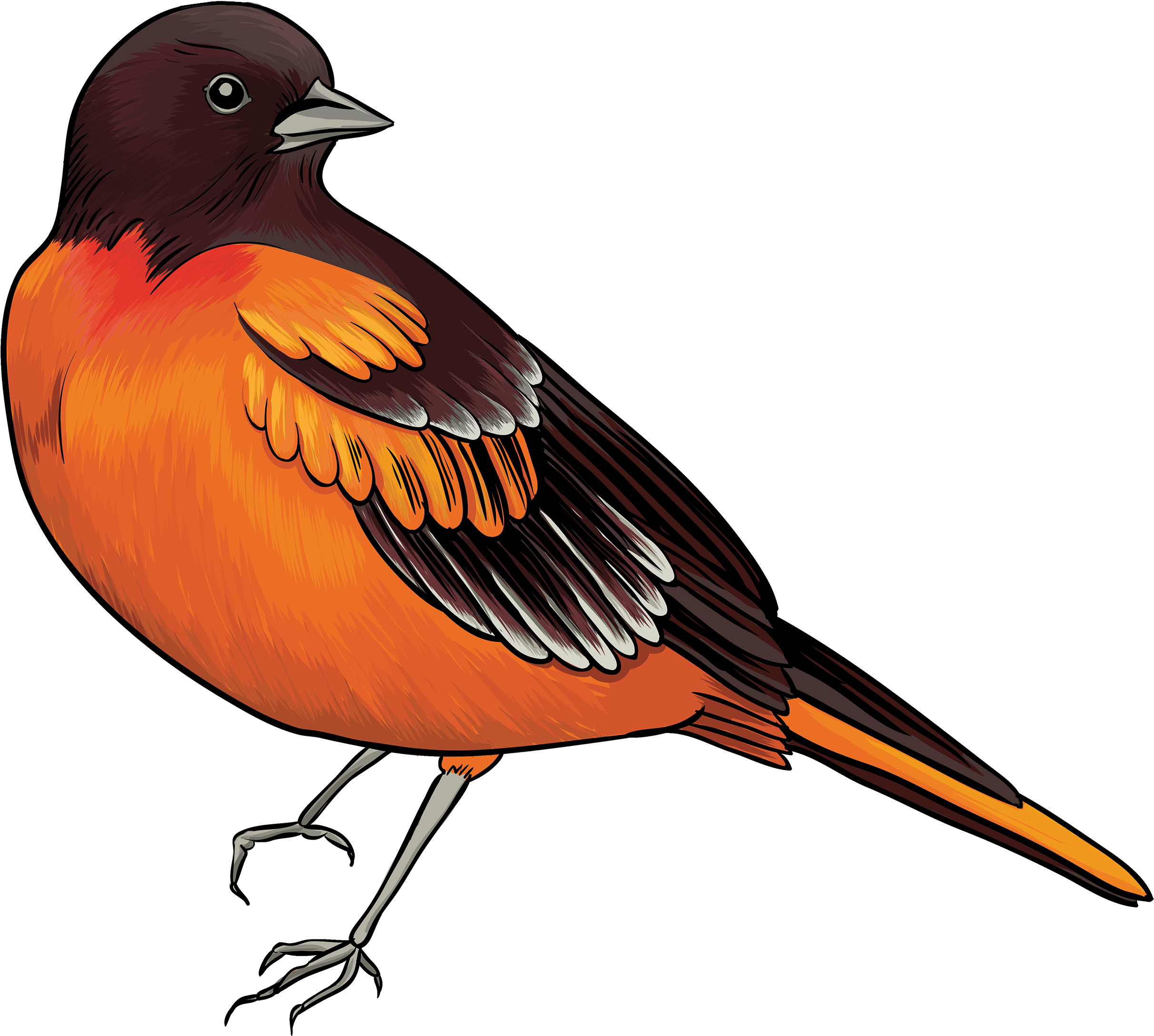 Clipart Bird Photos Black And Orange Png Best Web - Bird Clipart (2500x2241)