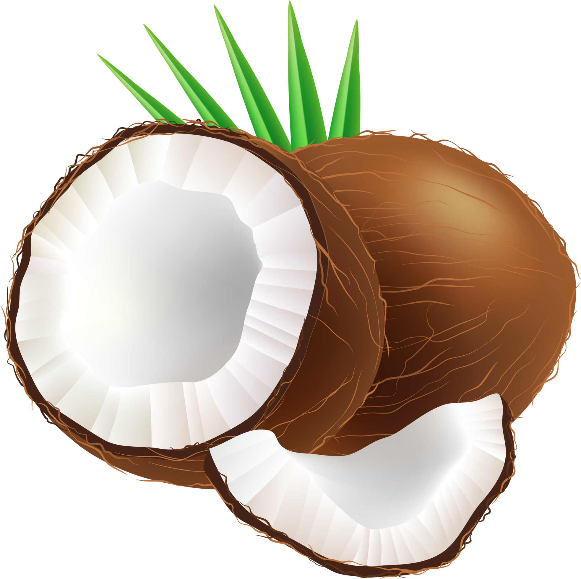 Coconut Png Clip Art - Clip Art Coconut Png (2007x2000)