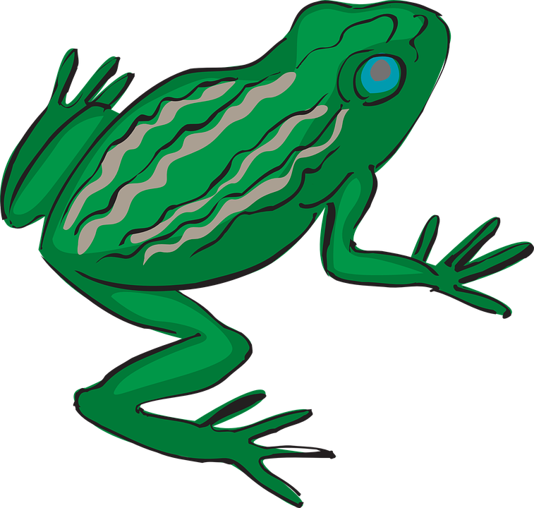 Frog Amphibian Tropical Rainforest Exotic Nature - Tropical Frog Transparent (1280x1217)