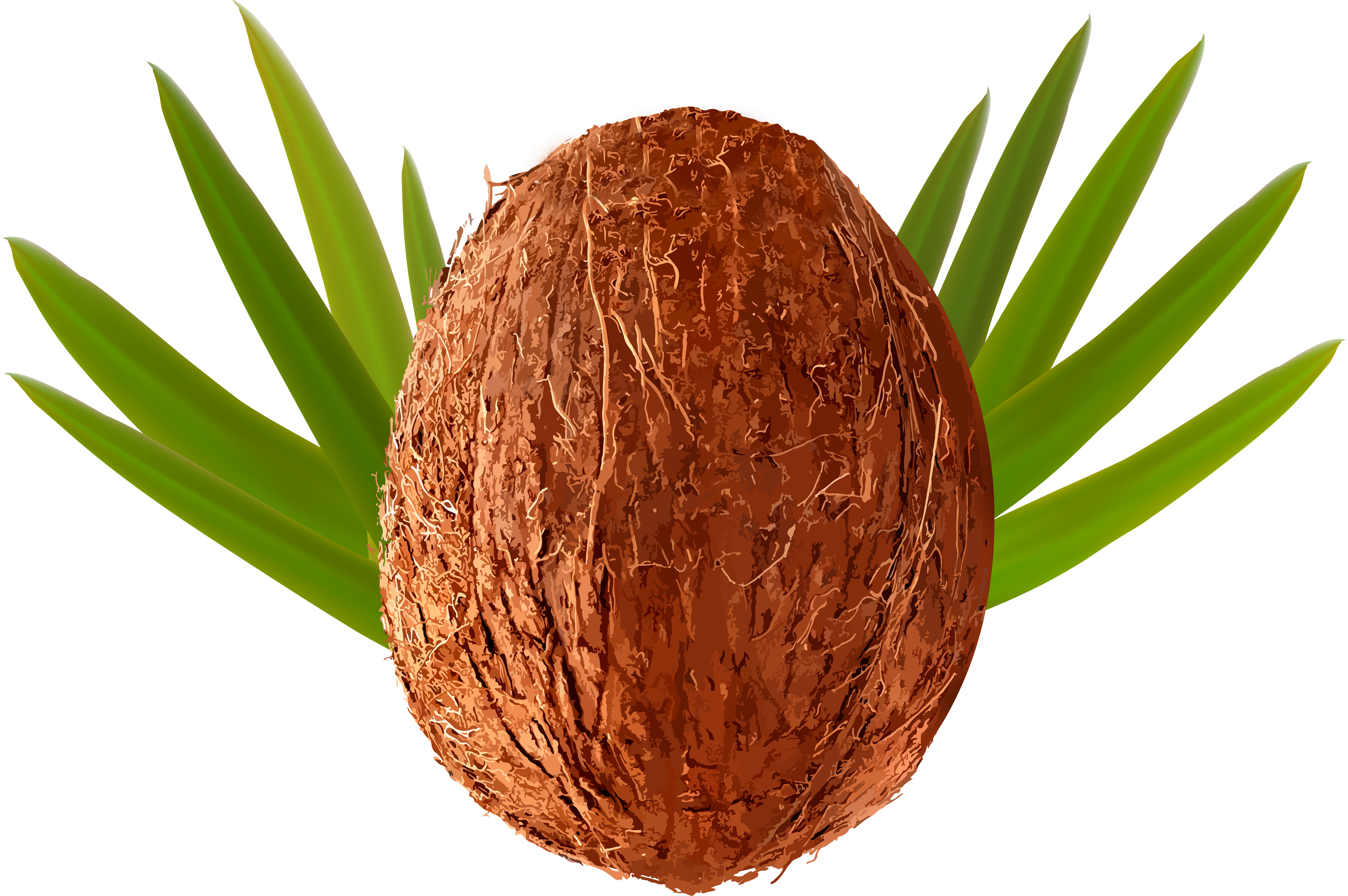 Coconut Transparent Png Clip Art Image - Coconut Transparent Png Clip Art Image (6000x4011)