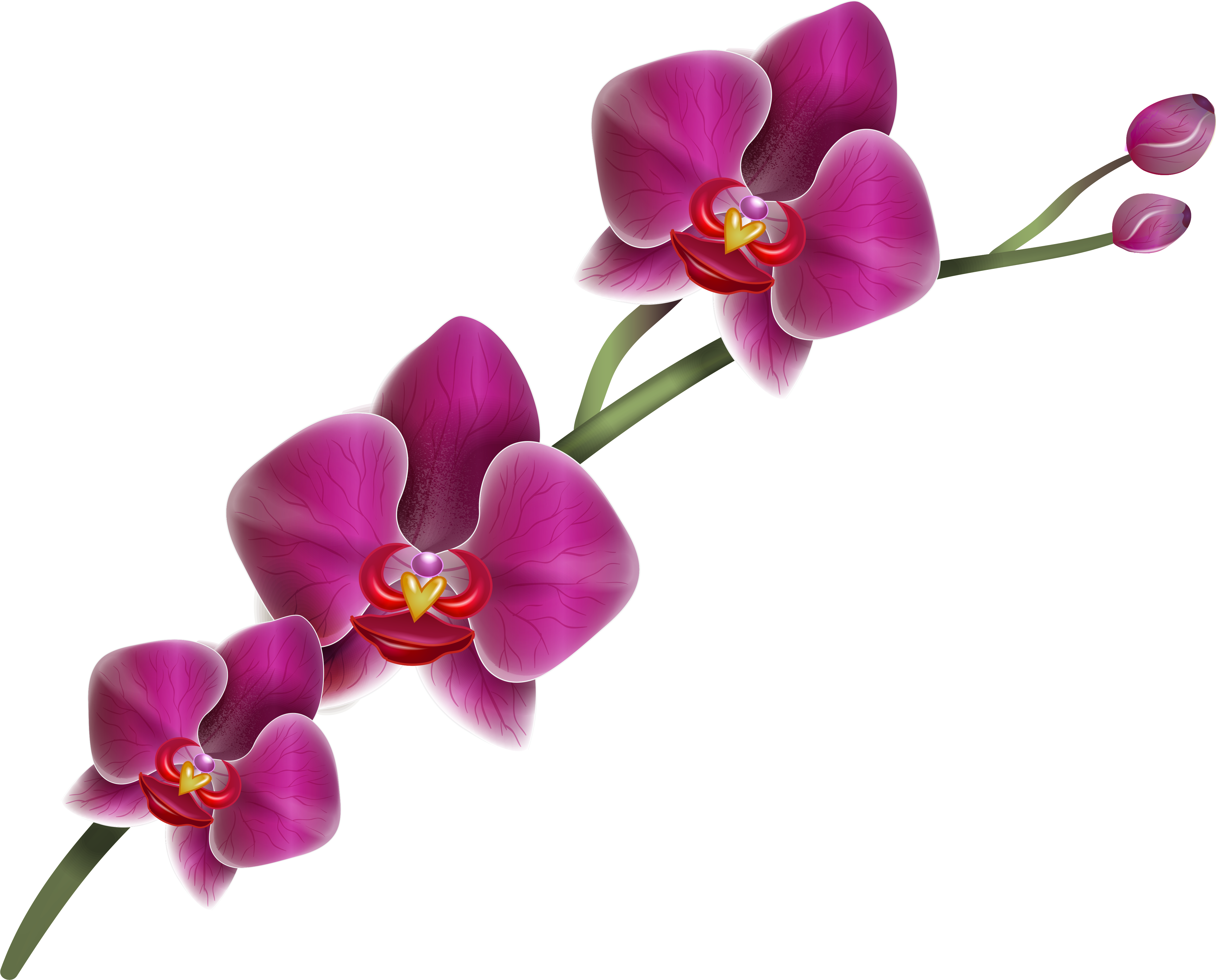 Clip Art - Orchid Flower Transparent Background (5067x4066)