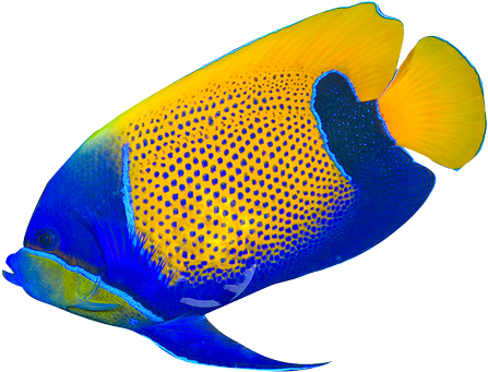Border Of Tropical Fishes Royalty - Tropical Fish No Background (458x354)