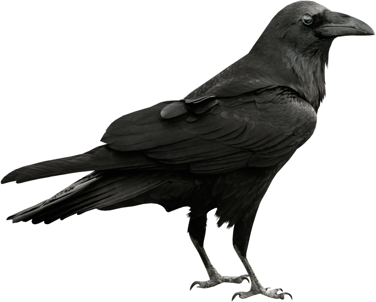 Download - Raven Png (1273x1023)