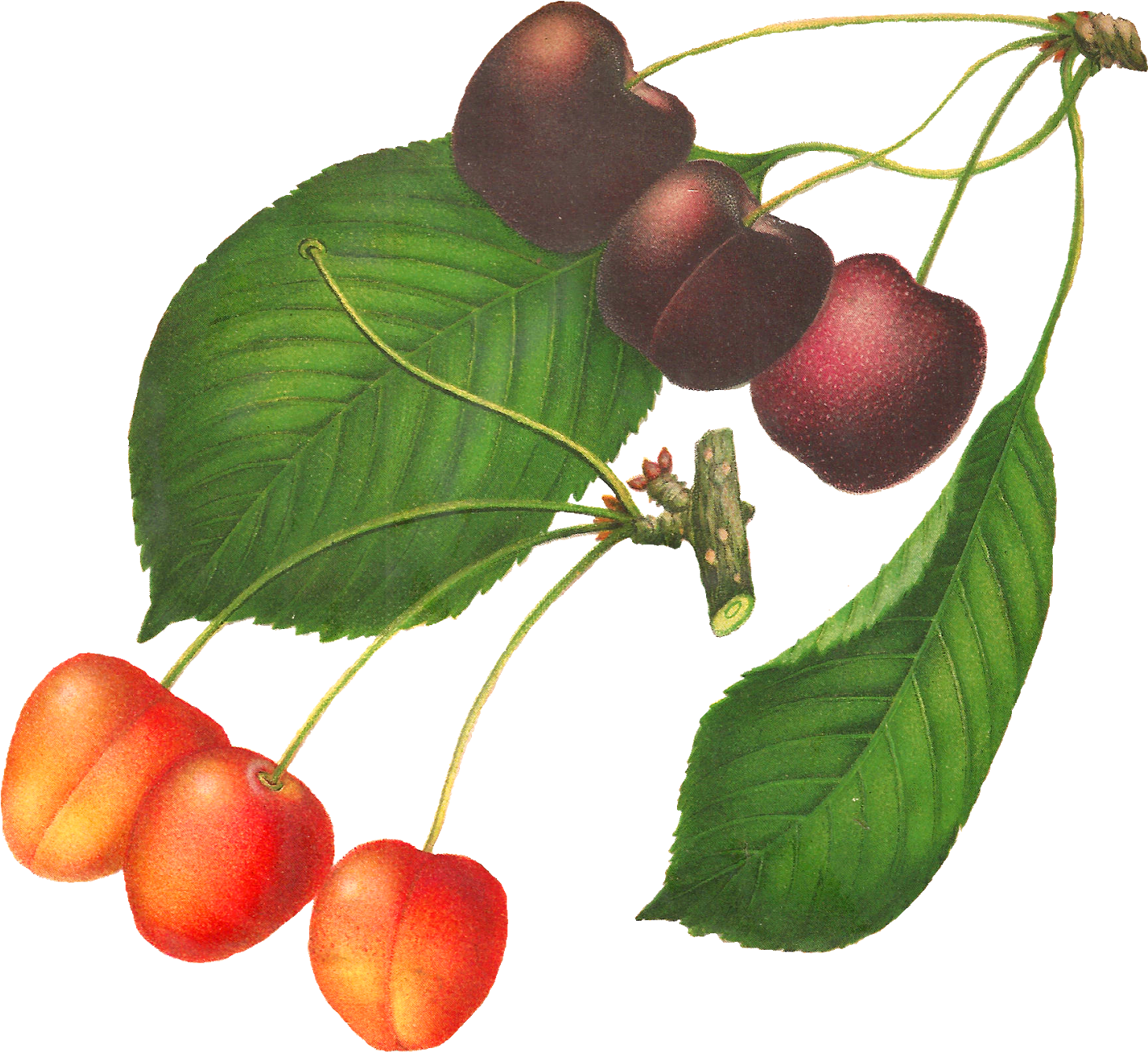 This Digital Cherry Clip Art Would Be Lovely In So - Botanical Illustration (1600x1440)