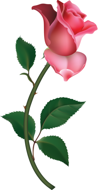 Free Pink Rose Clipart Image - Pink Rose Clip Art (414x800)