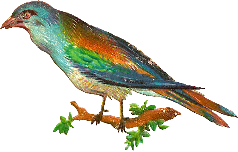 Victorian Bird Clip Art - Finch (1368x855)