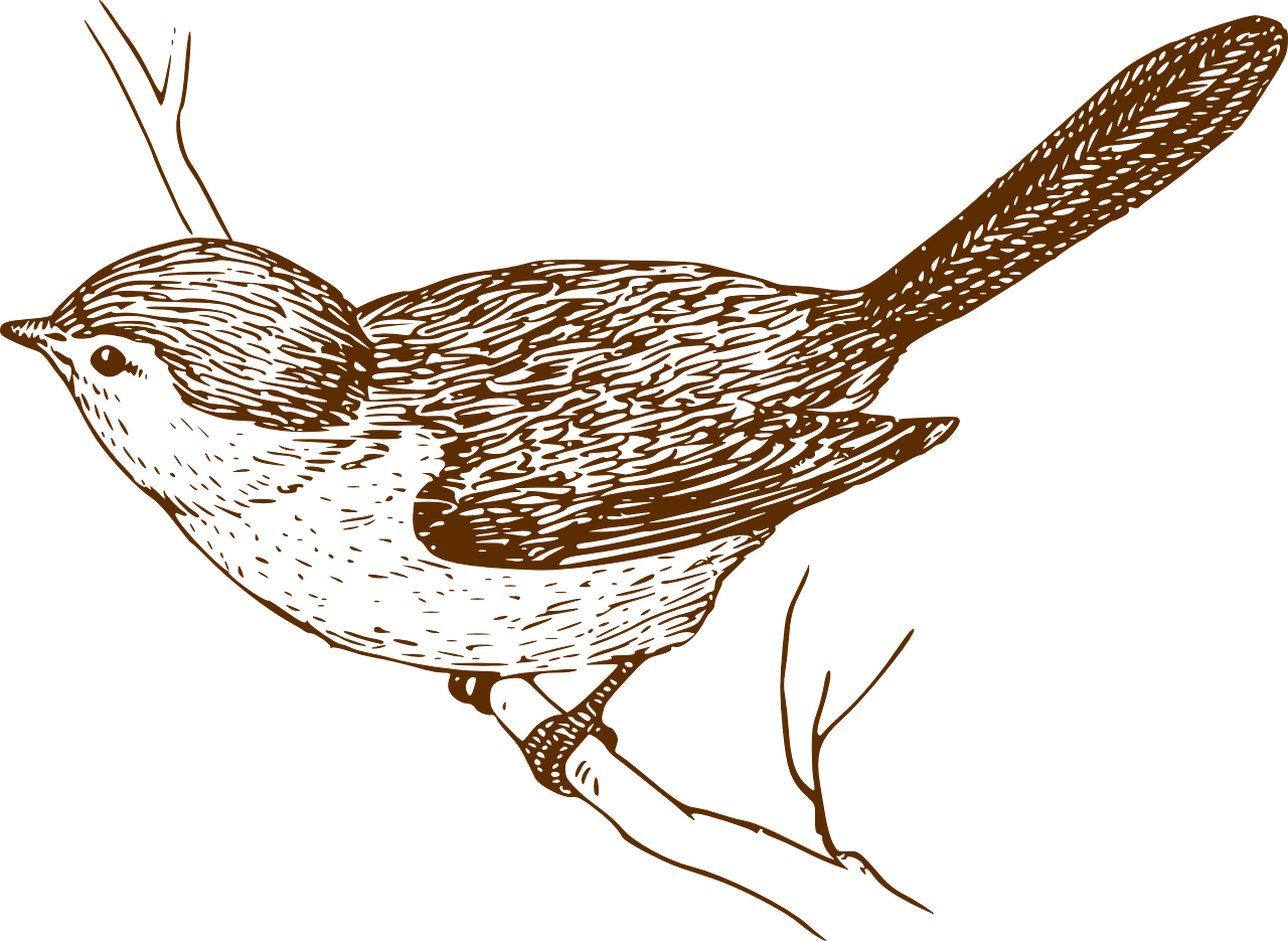 Songbird Clipart Little Bird - Bird On A Branch Sketch (1280x935)
