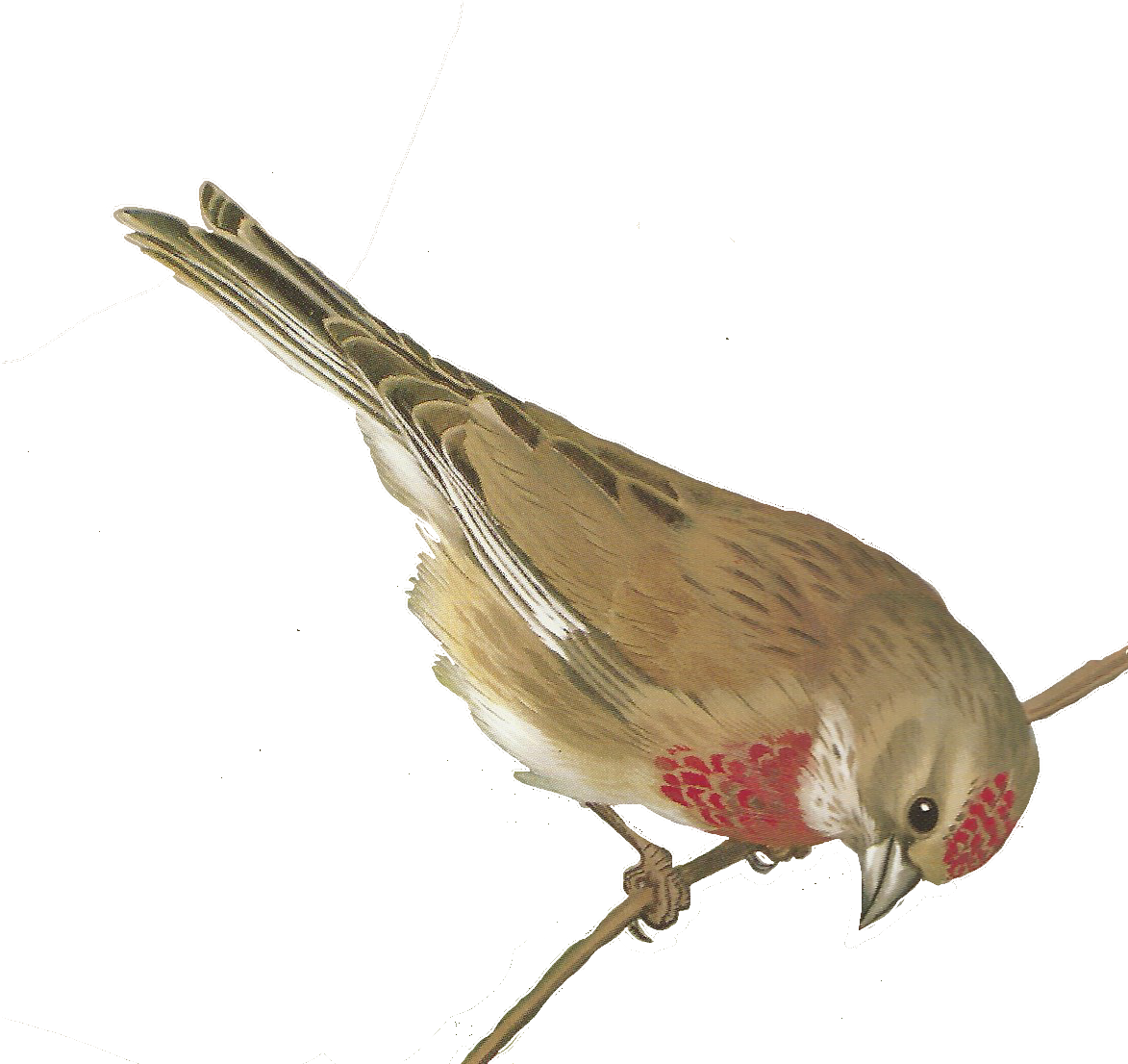 Free Bird Images - Free Birds Printables (1173x1106)
