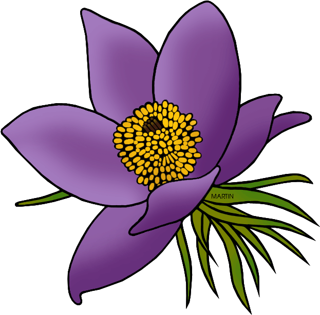 State Floral Emblem Of South Dakota - South Dakota State Flower Clipart (648x642)