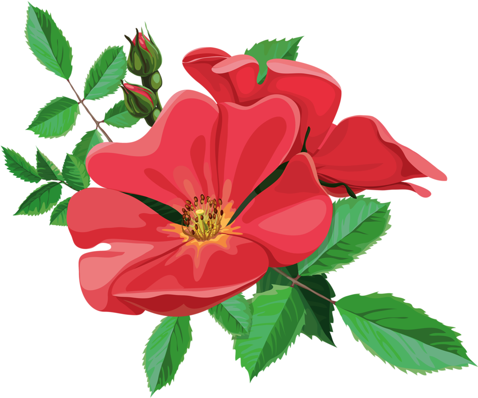 Album - Rosa Rugosa (1024x886)