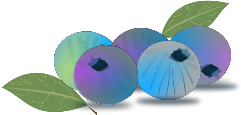 Blueberry - Blueberries Clipart Png (800x400)