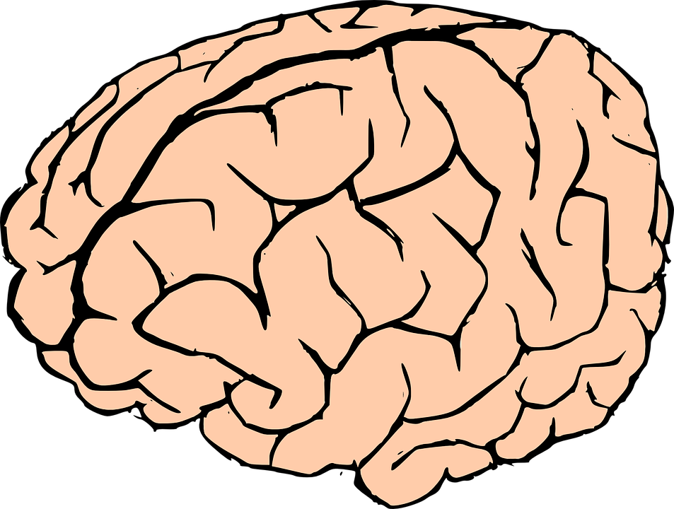 Brain Human Brain Knowledge Anatomy Biology Organ - Brain Clipart Transparent Background (2400x1814)