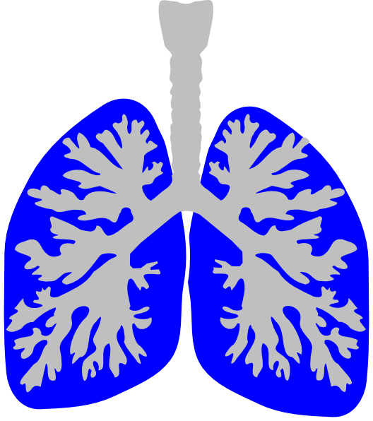 Lung Blue Clip Art At Clker Com Vector - Lungs Clipart Blue (528x596)