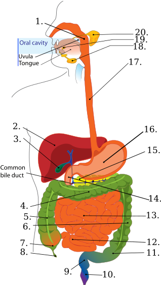 Digestive System Cut Out Diagram (360x594)