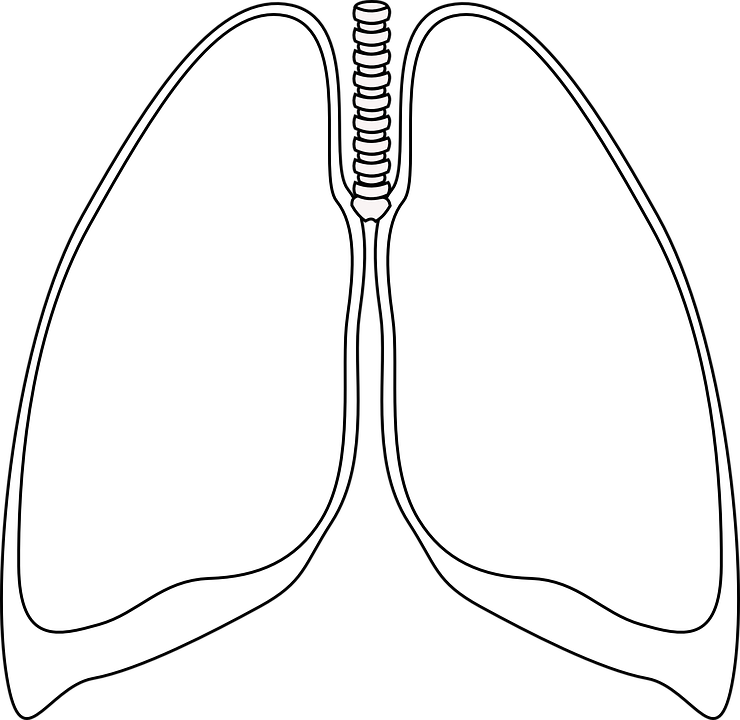 Lungs Clear Bronchia Human Anatomy Respiratory - Pulmones En Blanco Y Negro (740x720)