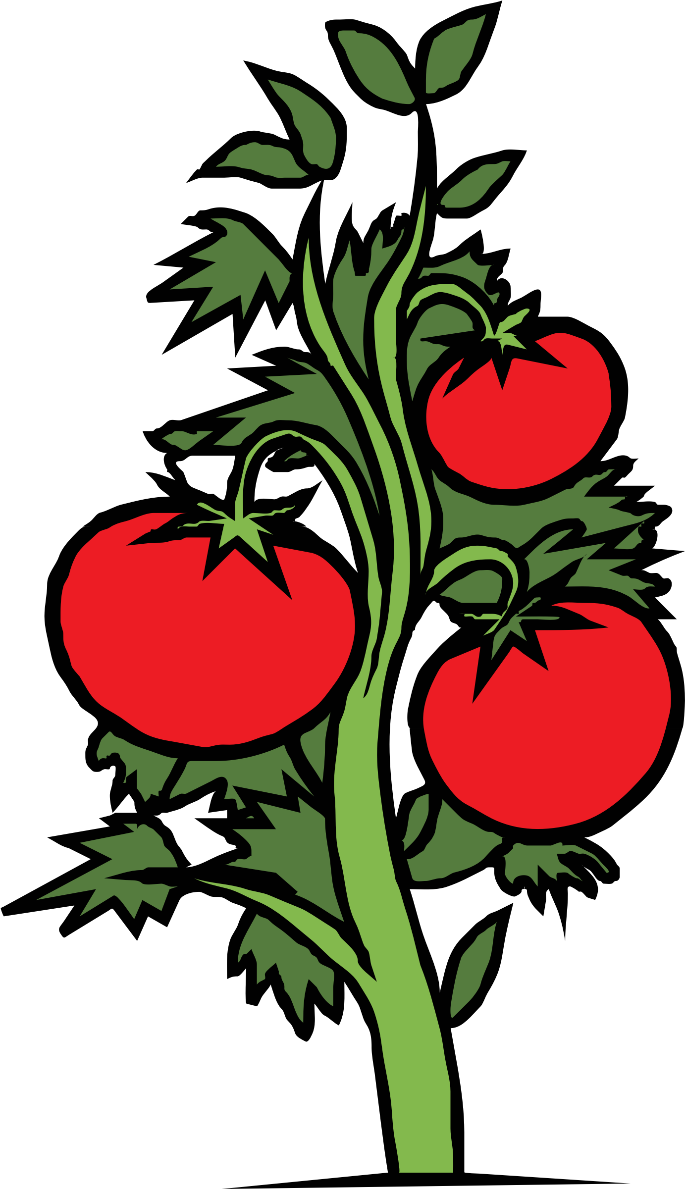 Roots Clipart Tomato Plant - Tomato Plant Clip Art (2400x2400)
