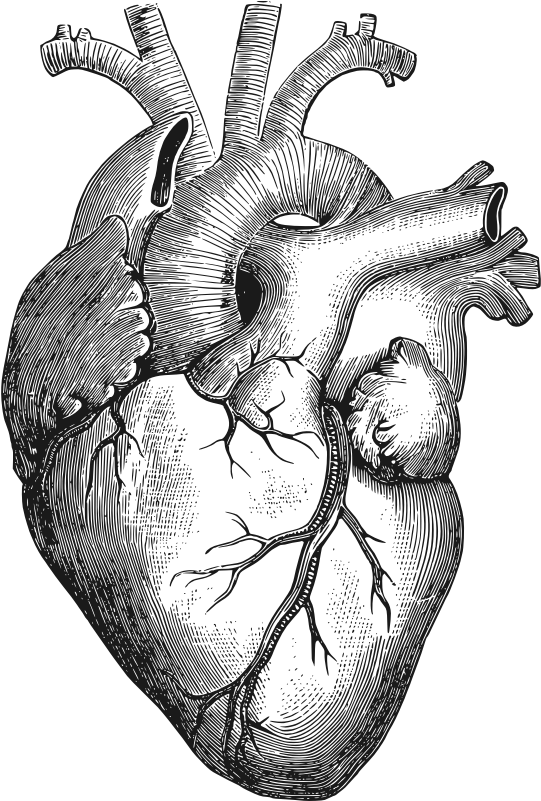 Clipart - Anatomical Heart - Anatomical Heart Drawing (800x800)