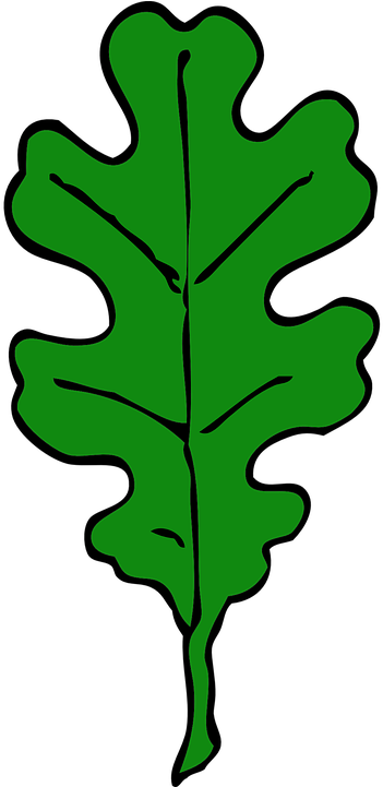 Oak Leaf Green Leaf Tree Leaves Oak Autumn Maple - Oak Leaf Outline (640x1280)