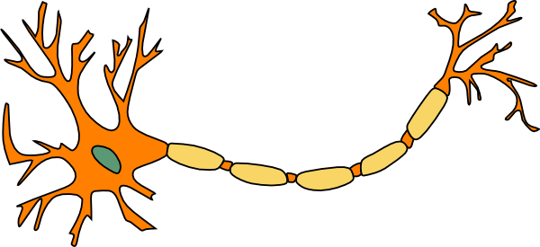 Ap Psych Brain Diagram Unlabeled - Motor Neuron Not Labeled (600x275)