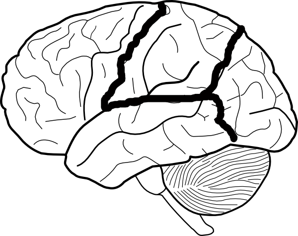 Brain Skech With Lobes Outlined Clip Art Vector Clip - Blank Lobes Of The Brain (600x475)