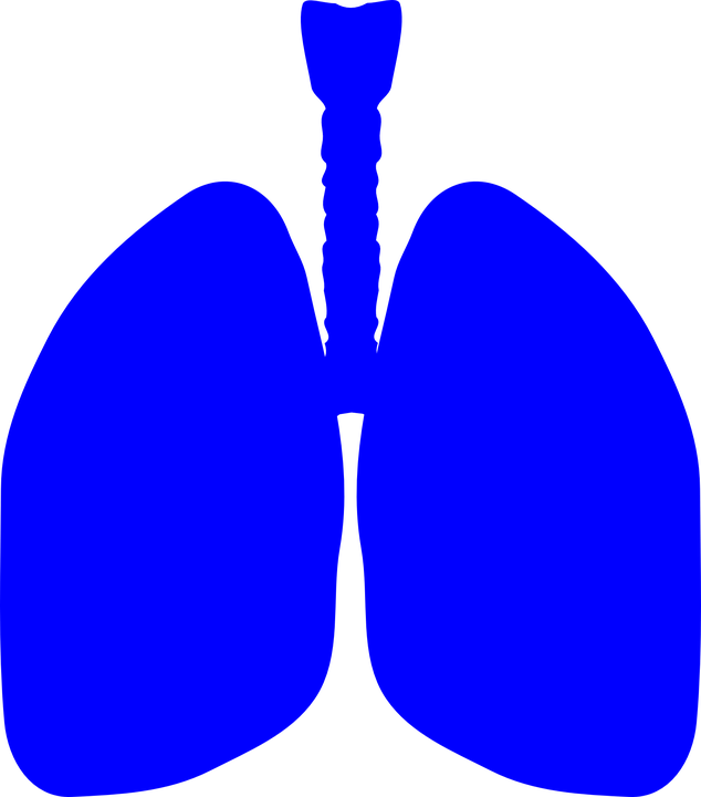 Lungs Human Body Anatomy Body Human Medical - Lung Cartoon Clip Art (1126x1280)