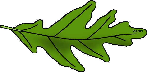 Illinois State Tree - Oak Tree Leaf Clip Art (648x322)