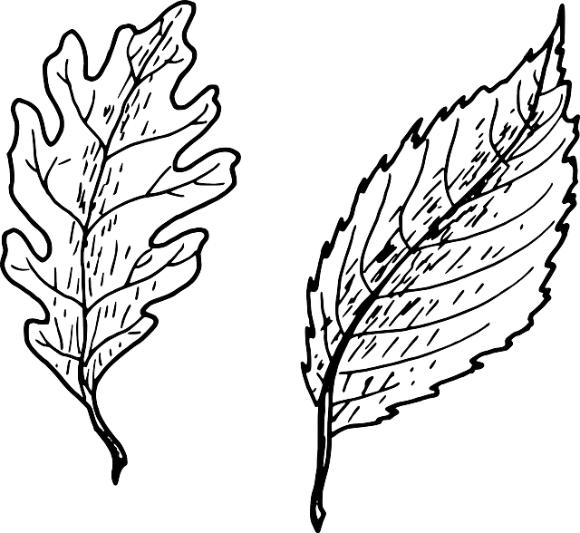 Beech, Beech Tree, Oak, Leaves, Biology, Botany, Plant - Simple Vs Complex Leaves (640x588)