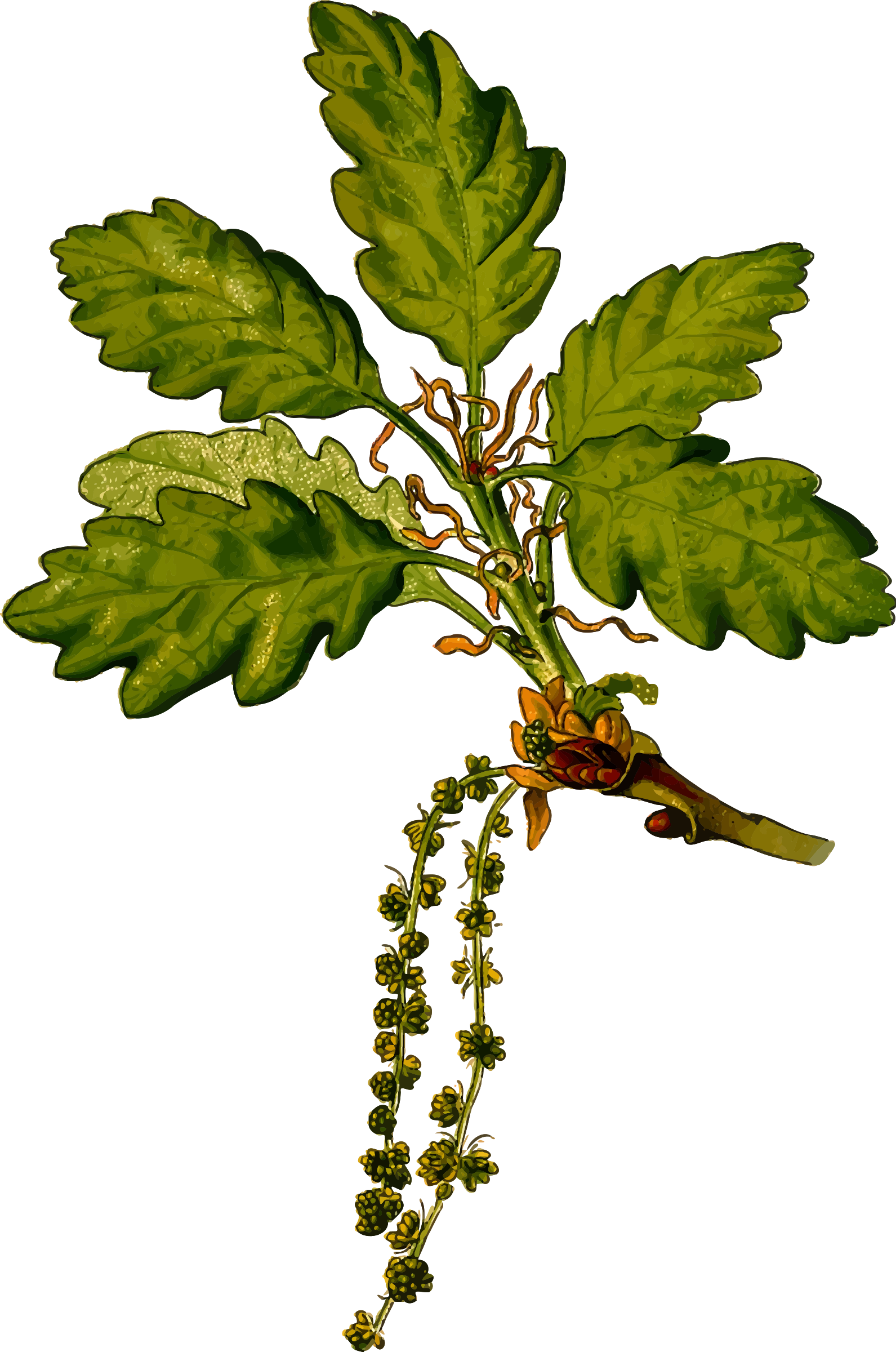 Oak 2 - Branch Drawing With Buds And Leaves Pendant Necklace (1591x2400)